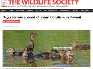 Dogs Stymie Spread of Avian Botulism