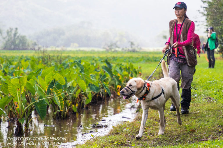Country Canine Conservation, Medical and BioDetection Dog Training
