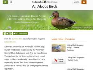 All About Birds – On Kauai, Hawaiian Ducks Are in a Dire Situation. Dogs Are Helping