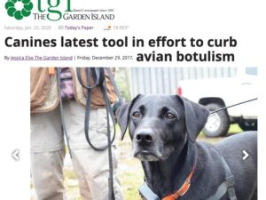 The Garden Island – Canines latest tool in effort to curb avian botulism